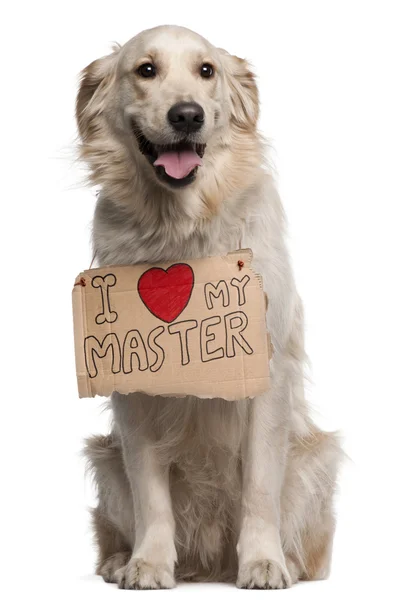 stock image Golden Retriever, 2 years old, sitting in front of white background with sign