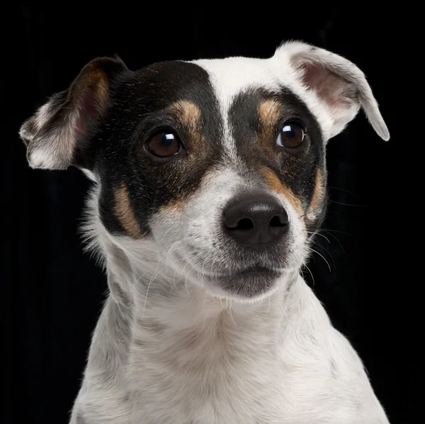 Close-up of Jack Russell Terrier, 10 years old, in front of black background — Stock Photo, Image