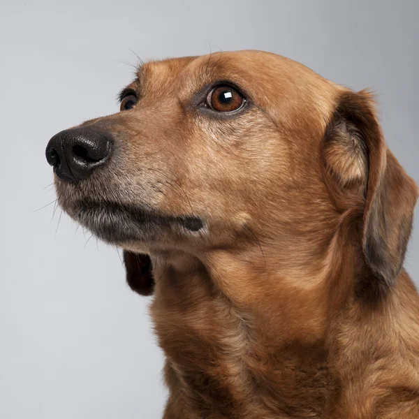 Primer plano del perro de raza mixta, 9 años, mirando hacia arriba en frente de fondo gris — Foto de Stock