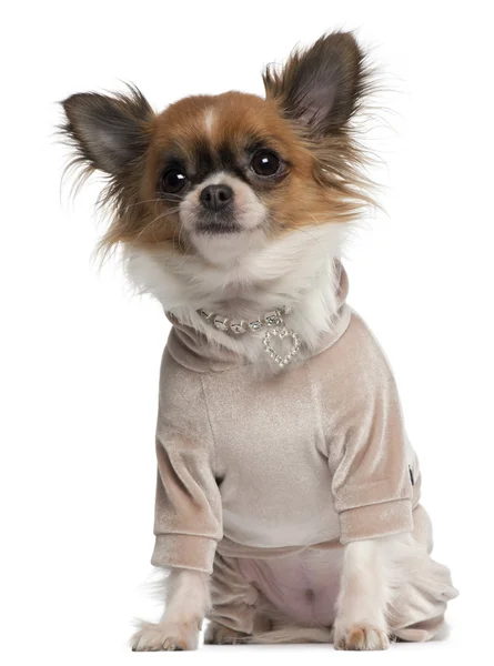 Chihuahua, 2 years old, dressed up sitting in front of white background — Stock Photo, Image