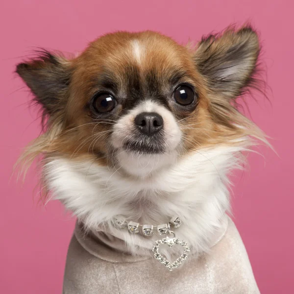 Close-up of Chihuahua, 2 years old, with diamond collar in front of pink background — Stock Photo, Image