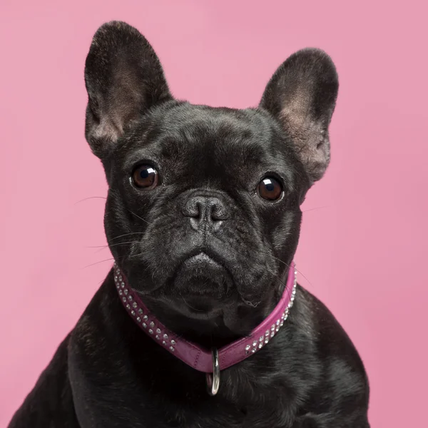 Close-up of French bulldog, 2 years old, wearing collar in front of pink background — Stock Photo, Image