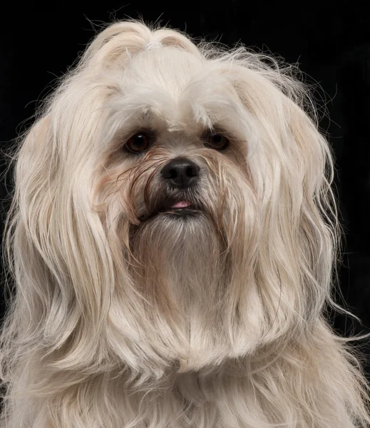 stock image Close-up of Lhasa Apso, 2 and a half years old, in front of black background