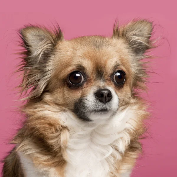 Close-up of Chihuahua, 3 years old, in front of pink background — Stock Photo, Image