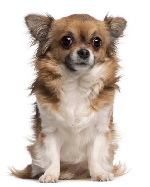 Chihuahua, 3 Jahre alt, sitzt vor weißem Hintergrund — Stockfoto