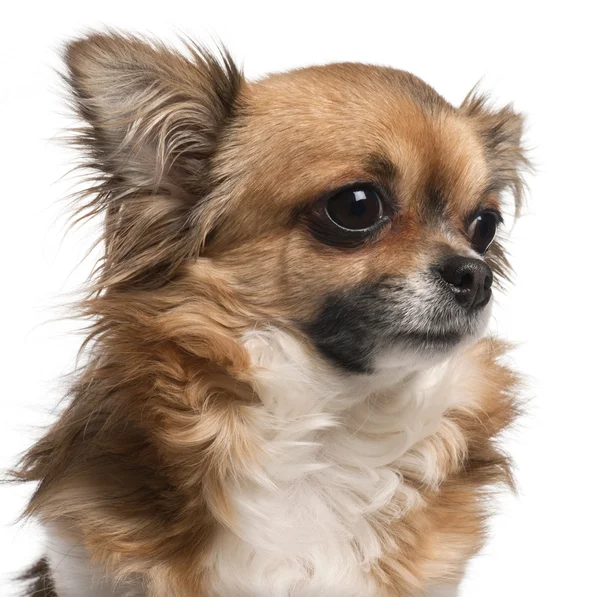 Chihuahua, 3 yaşında beyaz arka plan, yakın çekim — Stok fotoğraf
