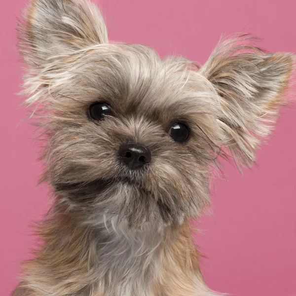 Primo piano del cane di razza mista, 7 mesi, davanti allo sfondo rosa — Foto Stock