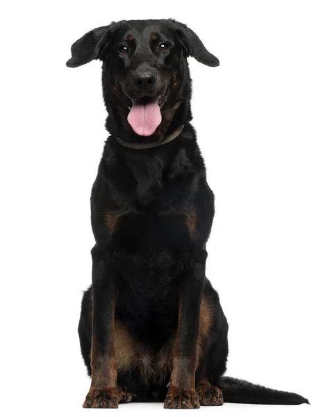 Beauceron, 2 Years old, sitting in front of white background — Stock Photo, Image