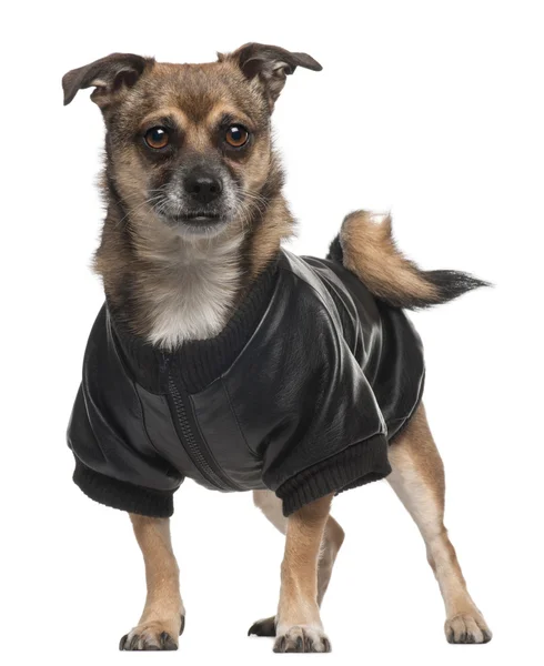 Gömlek, 6 yıl yaşlı, beyaz arka plan duran karışık-breed köpek — Stok fotoğraf