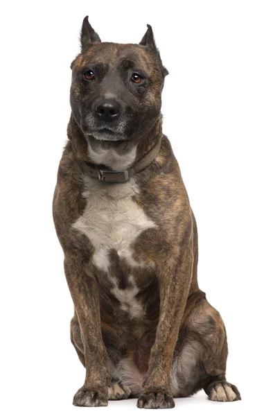 American Staffordshire Terrier hund, 12 år, sidder foran hvid baggrund - Stock-foto