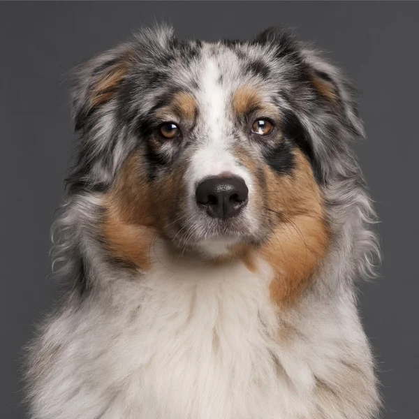 オーストラリアン シェパードの犬は、10 ヶ月、灰色の背景の前に — ストック写真