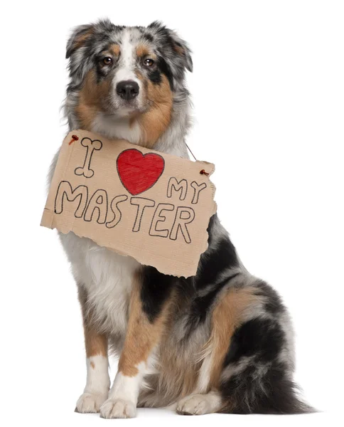 Stock image Australian Shepherd dog, 10 months old, sitting in front of white background with sign