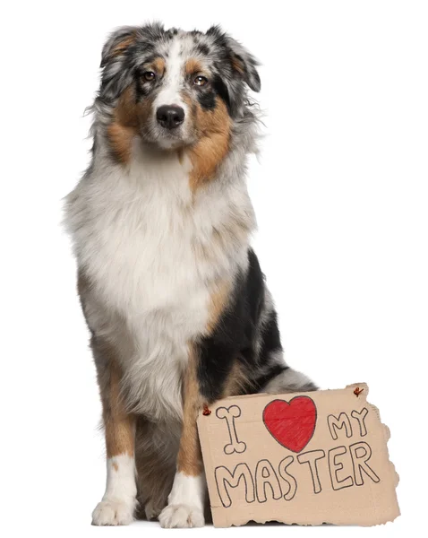 stock image Australian Shepherd dog, 10 months old, sitting in front of white background with sign