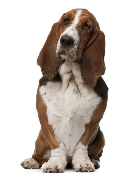 Basset Hound, 2 years old, sitting in front of white background — Stock Photo, Image