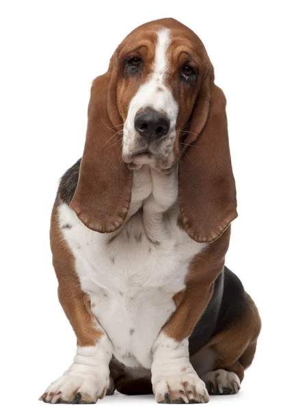 Basset Hound, 2 years old, sitting in front of white background — Stock Photo, Image