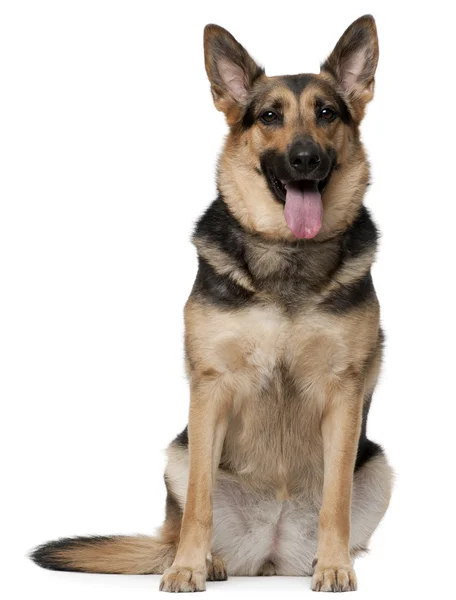 German Shepherd dog, 4 years old, sitting in front of white background — Stock Photo, Image