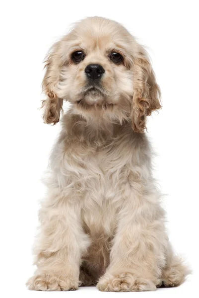 Amerikaanse cocker spaniel puppy, 4 maanden oud, zit op witte achtergrond — Stockfoto