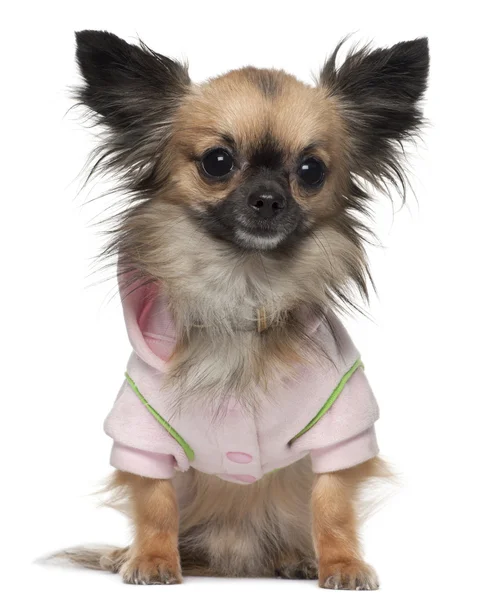 Chihuahua, 16 maanden oud, gekleed in shirt zit op witte achtergrond — Stockfoto