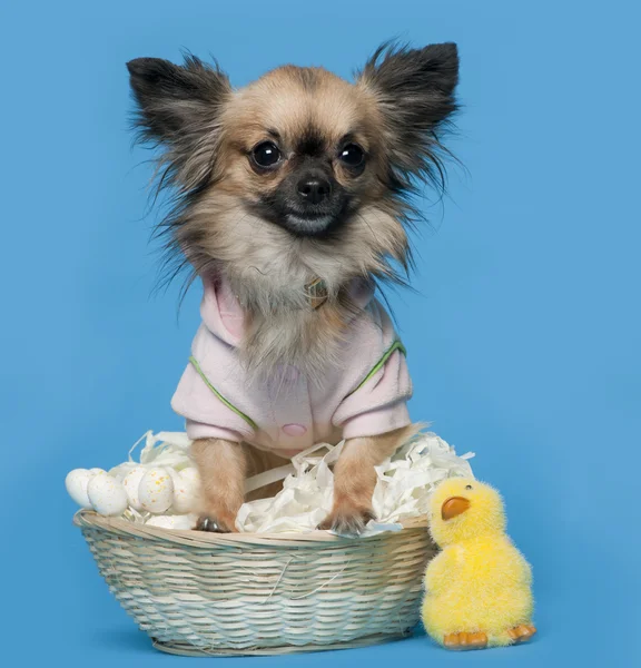 Chihuahua, 16 meses, sentado frente al fondo azul con cesta de Pascua —  Fotos de Stock