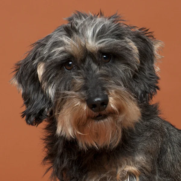 Close-up of Dachshund, 8 years old, in front of orange background — Stock Photo, Image
