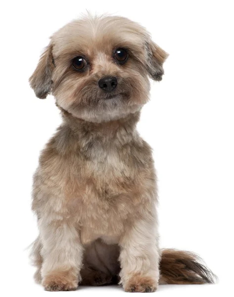 Shih tzu, 5 years old, sitting in front of white background — Stock Photo, Image