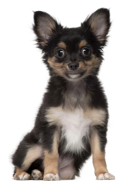 Chihuahua, 3 months old, sitting in front of white background — Stock Photo, Image