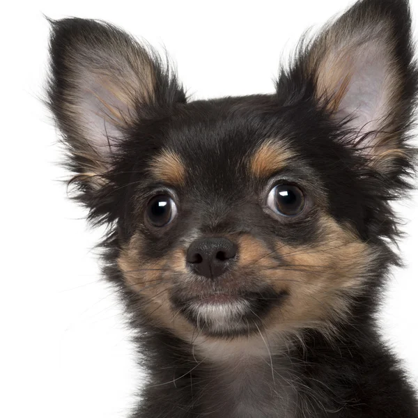 Close-up de Chihuahua, 3 meses, na frente do fundo branco — Fotografia de Stock