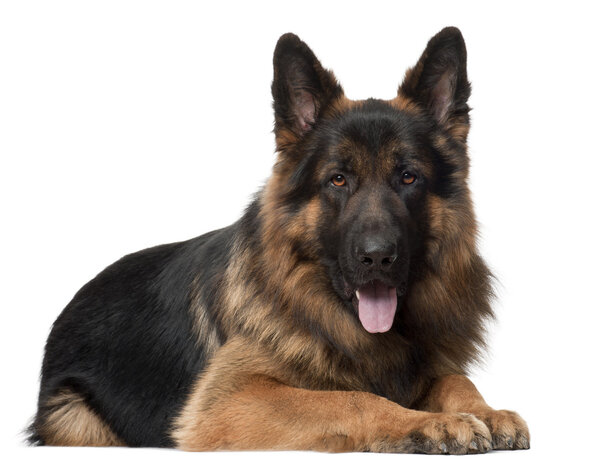 German Shepherd Dog, 2 years old, lying in front of white background