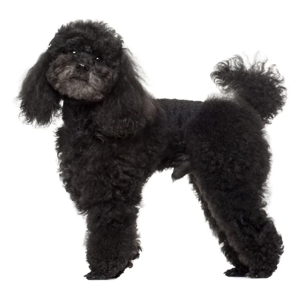 Poodle, 5 years old, standing in front of white background — Stock Photo, Image