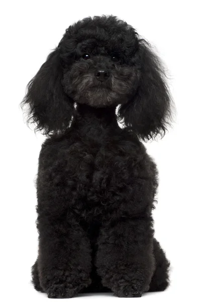 Poodle, 5 years old, sitting in front of white background — Stock Photo, Image