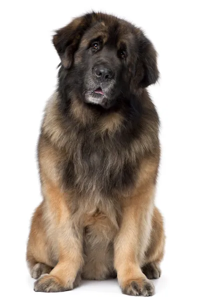 Leonberger, 5 years old, sitting in front of white background — Stock Photo, Image