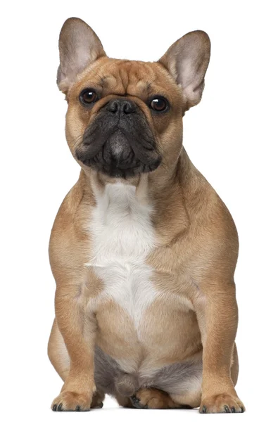 Bulldog francese, 9 mesi, in piedi davanti allo sfondo bianco — Foto Stock