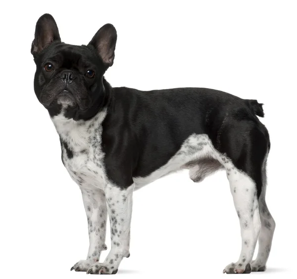 Bulldog francese, 5 anni, in piedi davanti allo sfondo bianco — Foto Stock