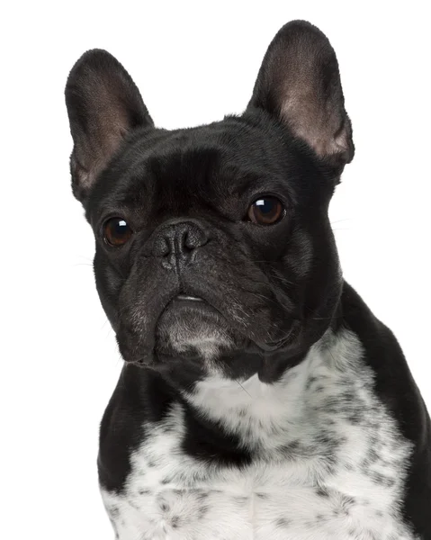 French bulldog, 5 years old, standing in front of white background — Stock Photo, Image