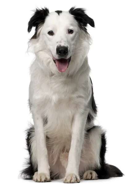 Border Collie, 10 months old, sitting in front of white background — Stock Photo, Image