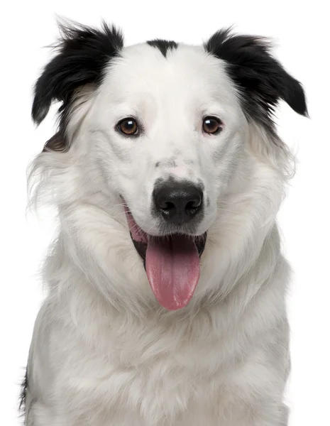 Close-up of Border Collie, 10 months old, in front of white background — Stock Photo, Image