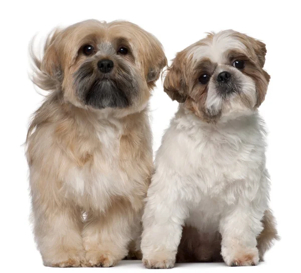 Two Shih Tzu's, 2 years old, sitting in front of white background — Stock Photo, Image
