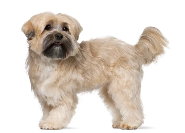 Shih Tzu, 2 years old, standing in front of white background — Stock Photo, Image