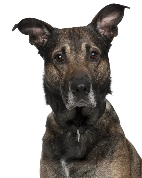 Close-up do cachorro pastor belga, 4 meses, na frente do fundo branco — Fotografia de Stock