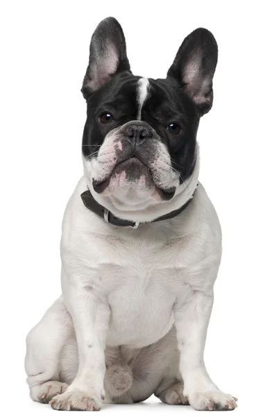 Bulldog francés, 15 meses, sentado frente al fondo blanco — Foto de Stock