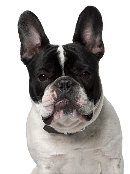 Bulldog francese, 15 mesi, seduto davanti a uno sfondo bianco — Foto Stock