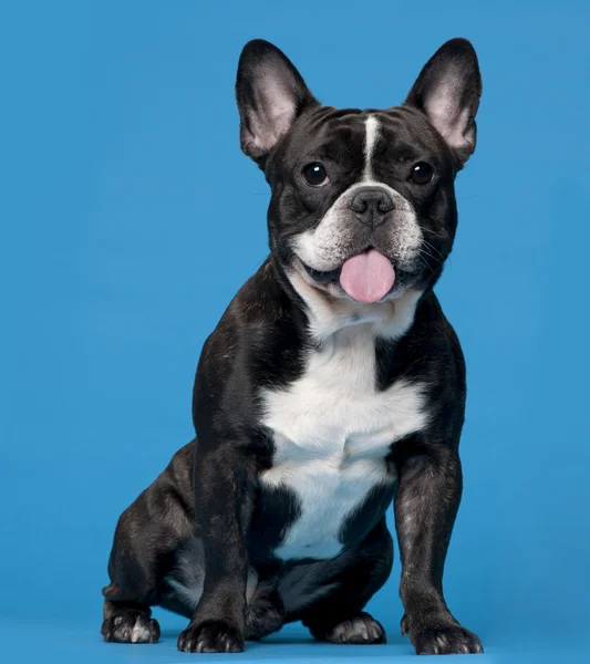 Franse bulldog, 18 maanden oud, zit op blauwe achtergrond — Stockfoto