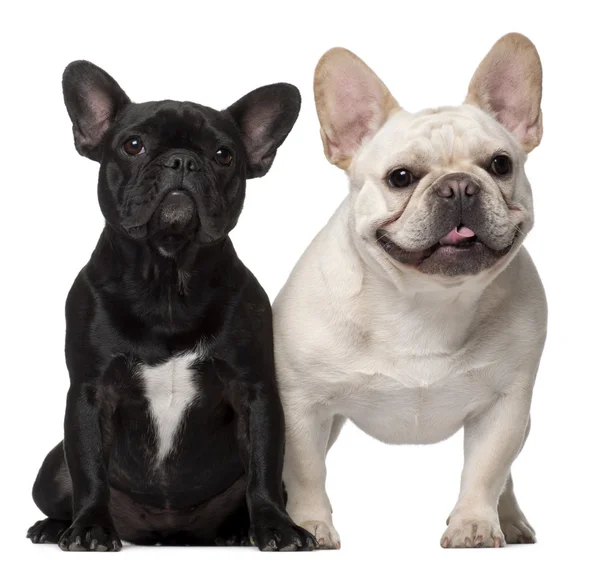 Due Bulldog francesi, 18 mesi, davanti a uno sfondo bianco — Foto Stock