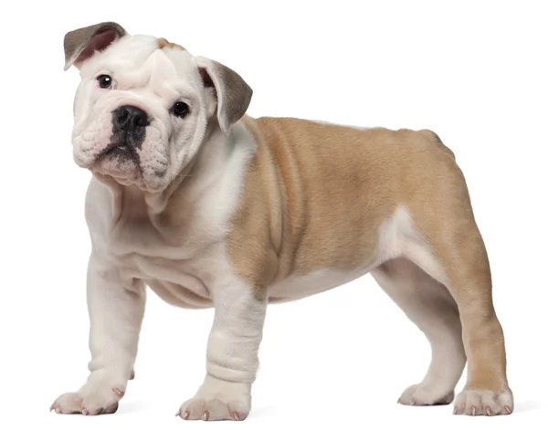 Bulldog inglés cachorro, 2 meses de edad, de pie delante de fondo blanco — Foto de Stock