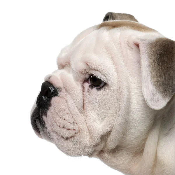 Bulldog inglés cachorro, 2 meses de edad, de pie delante de fondo blanco —  Fotos de Stock