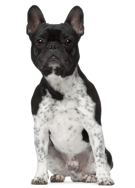 Bulldog francés, 5 años, sentado frente al fondo blanco — Foto de Stock