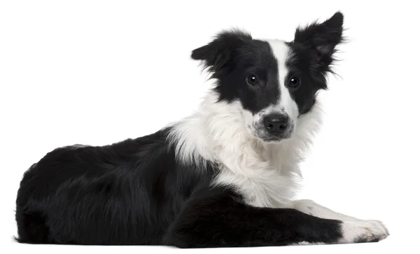 Border Collie, 4 months old, lying in front of white background — Stock Photo, Image