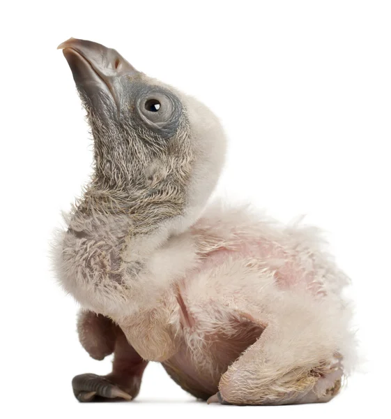 Griffon Vulture, Gyps fulvus, 4 days old, in front of white background — Stock Photo, Image