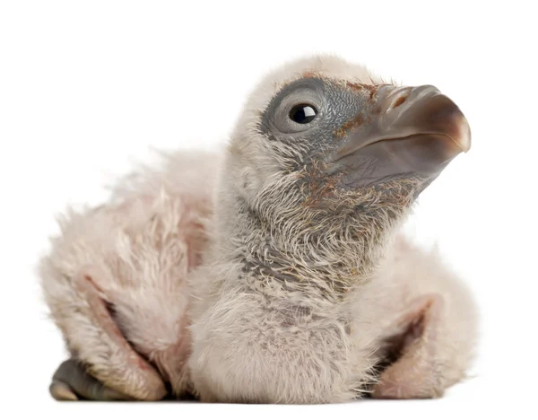 Griffon Vulture, Gyps fulvus, 4 days old, in front of white background — Stock Photo, Image