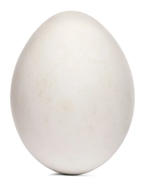 Gänsegeier-Ei mit Maßen, gyps fulvus, vor weißem Hintergrund — Stockfoto